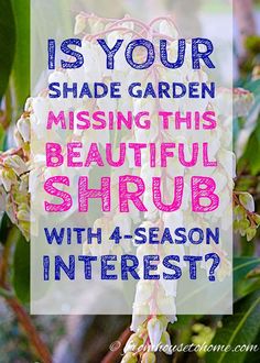 How To Grow and Care For Japanese Pieris Shrubs | Evergreens Japanese Pieris, Garden Bushes, Pieris Japonica, Garden Perennials, Shady Garden, Shade Shrubs