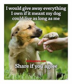 Pet Quotes Dog, Dog Heaven Quotes, Pet Quotes, Disney Films, Quotes Life