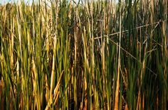 the tall grass is ready to be harvested