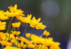 Bidens Ferulifolia flowers royalty free stock photo Flowers Photo, Nature Images, Yellow Flowers, Vector Illustration, Blossom