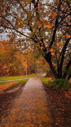 a tree with leaves on the ground next to a path