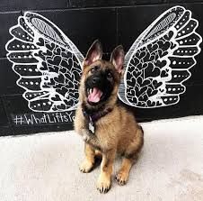 a small dog sitting in front of a wall with angel wings on it's back