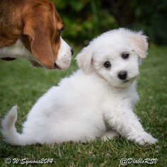 a small white dog sitting on top of a lush green field next to a brown and white dog