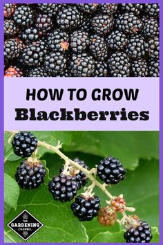 blackberries growing on the tree with text overlay reading how to grow blackberries