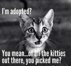 a black and white photo with a caption that reads, i'm adopted? you mean off all the kitties out there, you picked me?