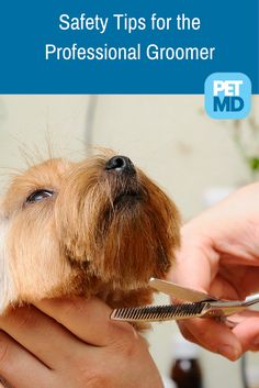 Learn how to groom like a pro with these safety tips from a professional groomer's point of view! Dog Grooming Diy, Pets Grooming, Yorkie Haircuts, Grooming Business, Dog Grooming Salons, Puppy Grooming, Dog Grooming Tips, Grooming Style