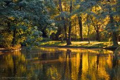 the trees are reflected in the water