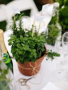 a potted plant sitting on top of a table next to a bottle of wine