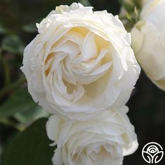 two white roses with green leaves in the foreground and one large white rose on the right