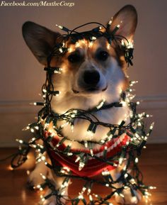 a dog with christmas lights around it's neck