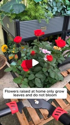 flowers raised at home only grow leaves and don't bloom in the yard or garden