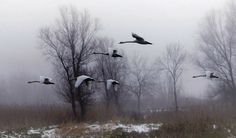 a flock of birds flying over a snow covered field next to trees in the fog