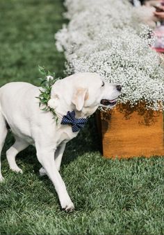 a white dog wearing a blue bow tie standing in the grass with baby's breath