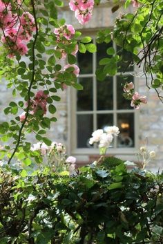 pink flowers are blooming in front of an old brick building with a large window