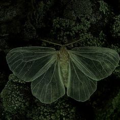 a large green butterfly sitting on top of moss