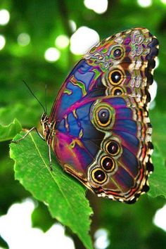 a colorful butterfly sitting on top of a green leaf