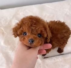 a small brown dog sitting on top of a white bed next to a person's hand