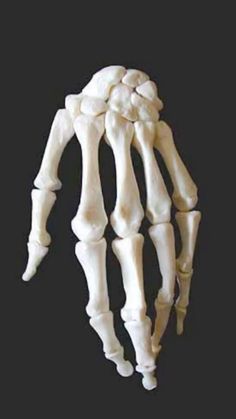 the bones of an animal are shown in this image, with one hand on top of another