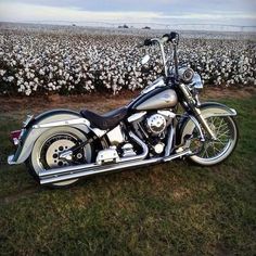 a motorcycle is parked in the middle of a field with cotton flowers on it's side