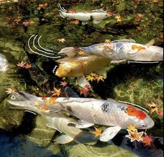 several koi fish are swimming in the water