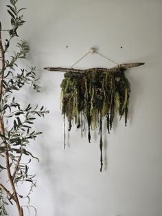 an arrangement of moss hangs on the wall next to a potted plant