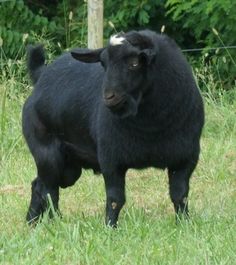 a black sheep standing on top of a lush green field