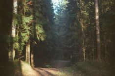 a dirt road surrounded by tall trees in the middle of a forest with sun shining through