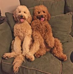 two poodles sitting on a couch with their tongue out and one is sticking its tongue out