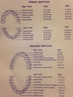 Dental Assistant Study Guide, Dental Assistant School, Dental Hygienist School, Dental Assistant Study, Dental Hygiene Student, Dental World, Sensitive Teeth Remedy, Dental Assistant Gifts, Dental Implants Cost