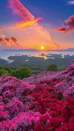 the sun is setting over some pink flowers and green hills with water in the background