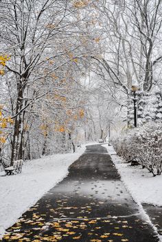 a snowy path in the park with lots of trees and leaves on it, leading to a street light