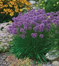 purple flowers are blooming in the garden next to some rocks and plants on the ground