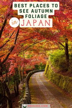 Road with autumn leaves in Japan Japan Autumn, Japan Guide, Visit Asia, Travel Destinations Asia, Korea Travel