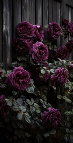 purple roses growing on the side of a wooden fence in front of a black wall