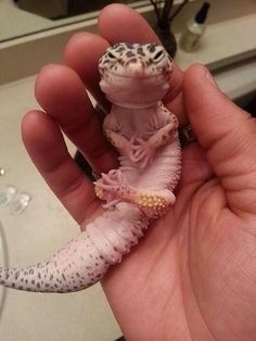 a hand holding a small lizard in it's left thumb and the caption reads, this lizard looks like he has hatched a plan to take over the world