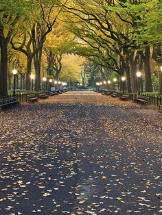 an empty street lined with lots of trees and benches in the middle of it at night