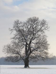 a lone tree stands in the middle of a snowy field