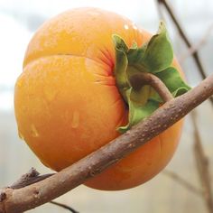 an orange on a tree branch with leaves