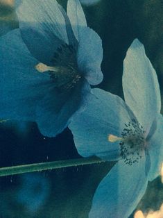 two blue flowers sitting next to each other