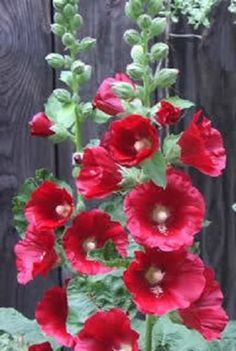 red flowers are blooming in front of a wooden fence with green leaves on it