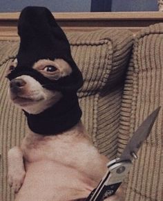 a small dog wearing a black mask on top of it's head and holding a pair of scissors