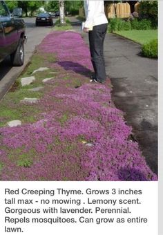 a woman standing on the side of a road with purple flowers growing all over it