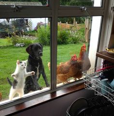 a dog and cat are looking out the window at chickens