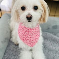 a small white dog wearing a pink knitted bandana on top of a bed