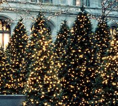 christmas trees are lit up in front of a building