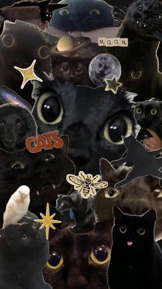 a collage of black cats with stars and moon on their faces, all looking at the camera