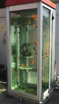 a phone booth with goldfish in it and people looking at the fish out front