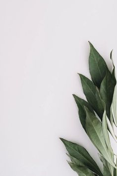 some green leaves are on a white surface with space for the wording or writing