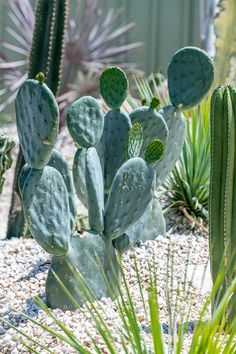 several green cactus plants in a garden with rocks and gravel on the ground next to them