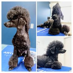 Poodle mohawk groom, a badass lookand mantenance friendly cut for a poodle Poodle Haircut Styles Mohawk, Cool Poodle Haircuts, Funny Poodle Haircuts, Poodle Mohawk Dog Grooming, Boy Poodle Haircut Styles, Male Poodle Haircut Styles, Poodle Mullet, Poodle Mohawk